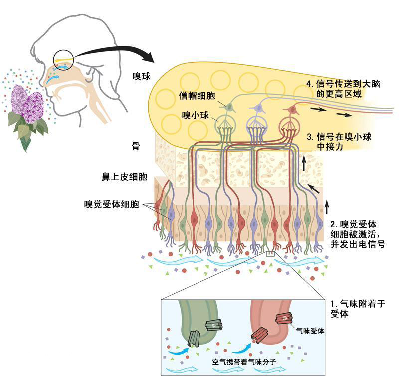 惡臭電子鼻系統(tǒng)